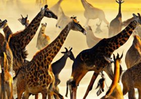 Safari Ventures: Embarking on Unforgettable Wilderness Journeys