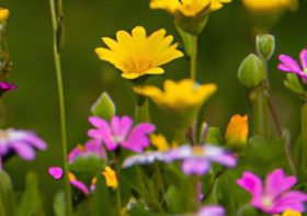 Wildflower Meadows: Nature’s Vibrant Tapestry Unfolds