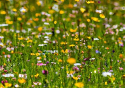 Wildflower Meadows: Nature’s Vibrant Tapestry Unfolds