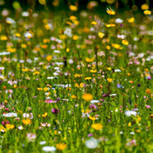 Wildflower Meadows: Nature’s Vibrant Tapestry Unfolds