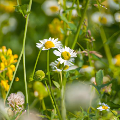 Understanding Wildflower Meadows: Ecology and Biodiversity