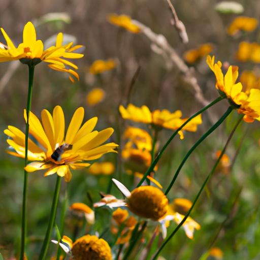 Embracing Biodiversity: The Ecological Importance of Wildflower Meadows