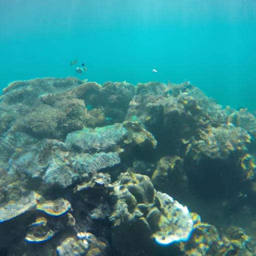 Insights into Coral Reef Biodiversity