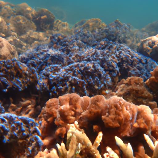 Exploring Coral Species Diversity and Their Ecological Significance