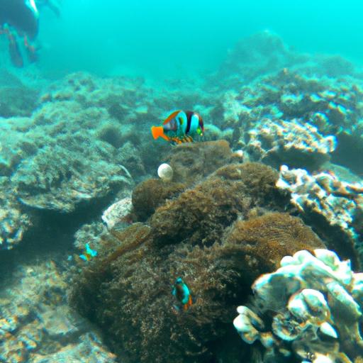 Exploring Marine Diversity in Coral Reefs